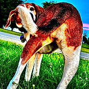 Smokie is registered to the contest to win money with this photo: dog, grass, outdoor, blue_sky, tree, road, pet, animal, playful, curious, tail, legs, collar, nature, summer, daylight, fur, white, brown, black