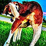 dog, grass, outdoor, blue_sky, tree, road, pet, animal, playful, curious, tail, legs, collar, nature, summer, daylight, fur, white, brown, black