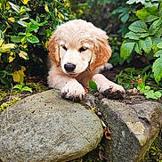 Fergie is registered to the contest to win money with this photo: puppy, dog, golden_retriever, muddy_paws, rocks, greenery, plants, garden, outdoor, nature, cute, sleepy, fluffy, young_dog, animal, pet, fur, close_up, adorable, resting