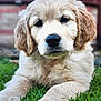 Fergie is registered to the contest to win money with this photo: adorable, animal, background_blur, closeup, cute, dog, ears, fluffy, fur, golden_retriever, grass, greenery, laying, nature, nose, outdoor, pet, portrait, puppy, young