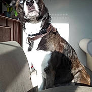 Cali participe au concours pour gagner de l'argent avec cette photo : dog, blue_eyes, collar, indoor, couch, sunlight, shadow, fur, pet, animal, brown, white, black, sitting, portrait, looking_up, ears_up, furniture, cozy, expression