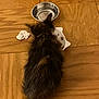 kitten, cat, food, water_bowl, wooden_floor, pet, animal, fur, meal, indoor, small, black_fur, brown_fur, domestic_cat, crumpled_tissue, flooring, feeding, cute, young, feline