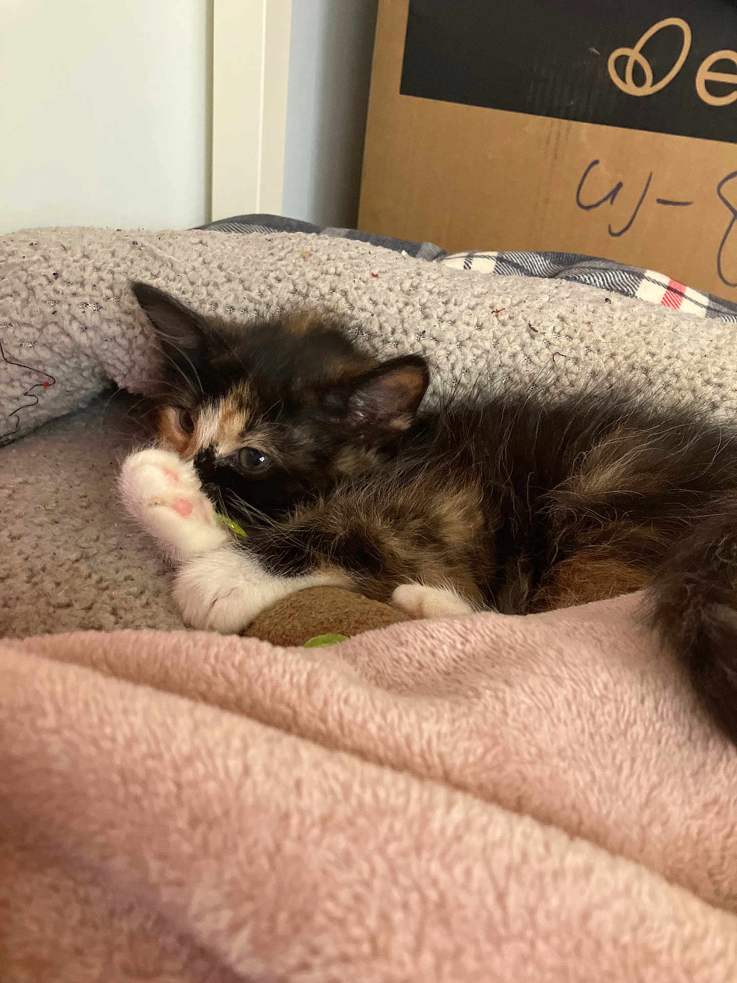 Lili joined the competition — help win amazing prizes! kitten, cat, pet, feline, fur, paw, bed, blanket, cozy, indoor, sleepy, cute, animal, resting, young, domestic, soft, comfort, small, tabby