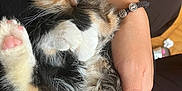Lili is registered to the contest to win money with this photo: kitten, sleeping, calico, paw, feline, pet, fur, cute, hand, resting, indoors, closeup, domestic_animal, cozy, animal, relaxation, warm_color, comfort, soft, young