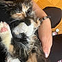kitten, sleeping, calico, paw, feline, pet, fur, cute, hand, resting, indoors, closeup, domestic_animal, cozy, animal, relaxation, warm_color, comfort, soft, young