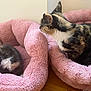 Lili is registered to the contest to win money with this photo: cat, calico_cat, pet, animal, feline, bed, pink_bed, fluffy_bed, cozy, indoor, wooden_floor, two_cats, grooming, resting, fur, soft_texture, cute, domestic_animal, companions, relaxation