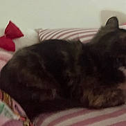 Lili is registered to the contest to win money with this photo: cat, striped_pillow, blanket, plush_toy, red_bow, resting, indoor, soft_toys, cozy, furry, pet, sleeping, dark_fur, cushion, bedroom, comfort, animal, feline, home, blur