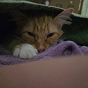 Boomer is registered to the contest to win money with this photo: cat, orange_cat, white_paw, blanket, purple_towel, cozy, indoor, pet, sleepy, resting, fur, cute, closeup, animal, domestic_cat, whiskers, paw, relaxed, soft, warm