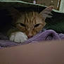 cat, orange_cat, white_paw, blanket, purple_towel, cozy, indoor, pet, sleepy, resting, fur, cute, closeup, animal, domestic_cat, whiskers, paw, relaxed, soft, warm