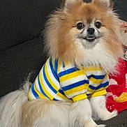 Freddy joined the competition — help win amazing prizes! dog, pomeranian, pet, sweater, striped_clothing, furry, small_dog, indoor, couch, furniture, cute, animal, domestic_animal, companion, fluffy, portrait, sitting, looking_at_camera, cozy, friendly