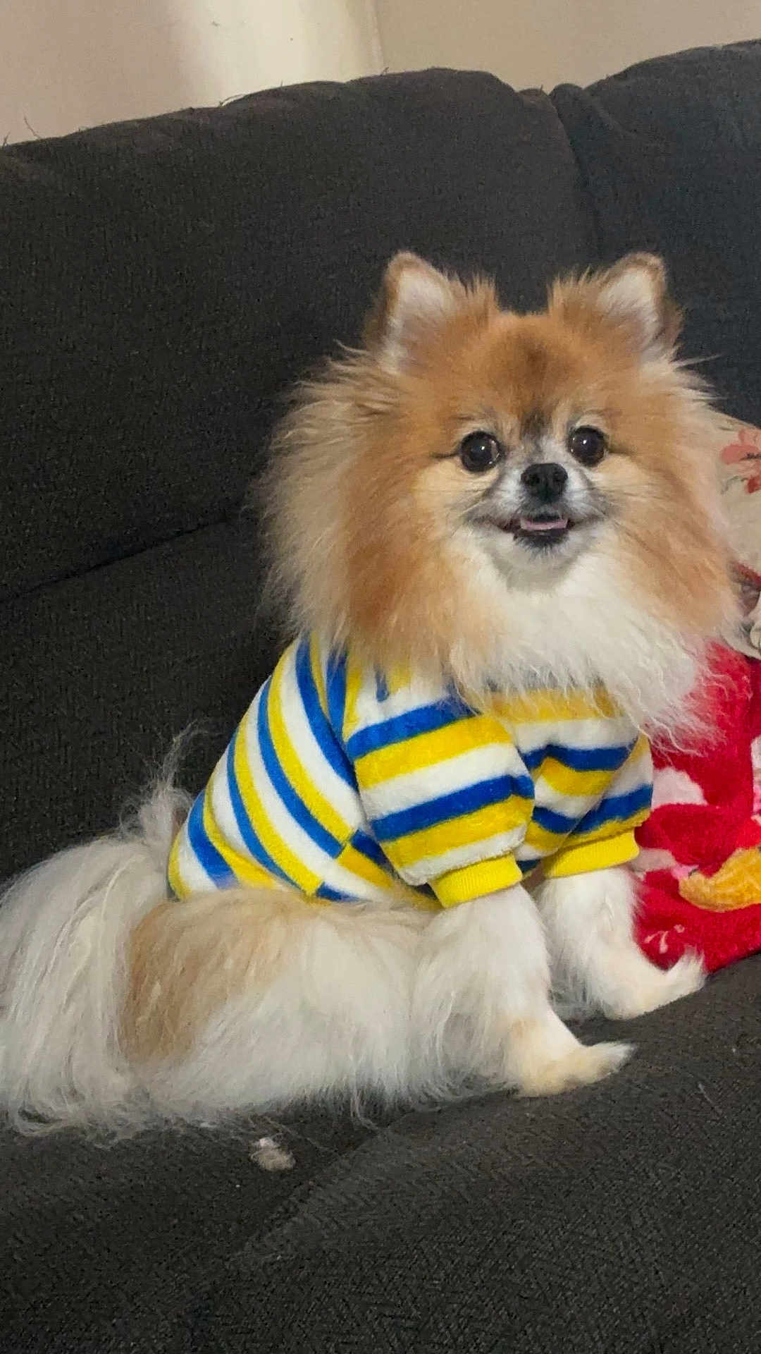Freddy joined the competition — help win amazing prizes! dog, pomeranian, pet, sweater, striped_clothing, furry, small_dog, indoor, couch, furniture, cute, animal, domestic_animal, companion, fluffy, portrait, sitting, looking_at_camera, cozy, friendly