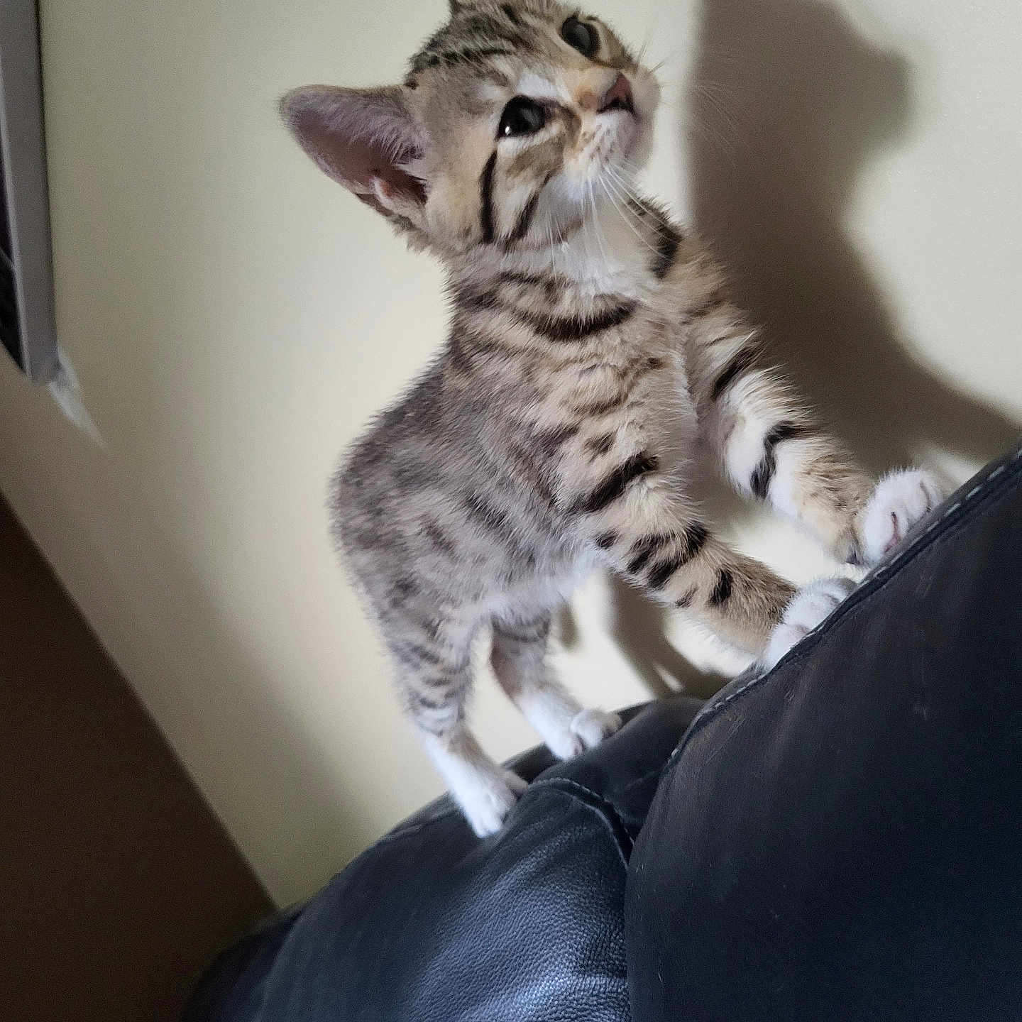 Grisou a rejoint le concours — aidez-le/la à gagner de superbes lots ! animal, cat, couch, curious, cute, domestic_animal, feline, fur, indoor, kitten, leather, pet, playful, shadow, small, standing, tabby, wall, whiskers, young