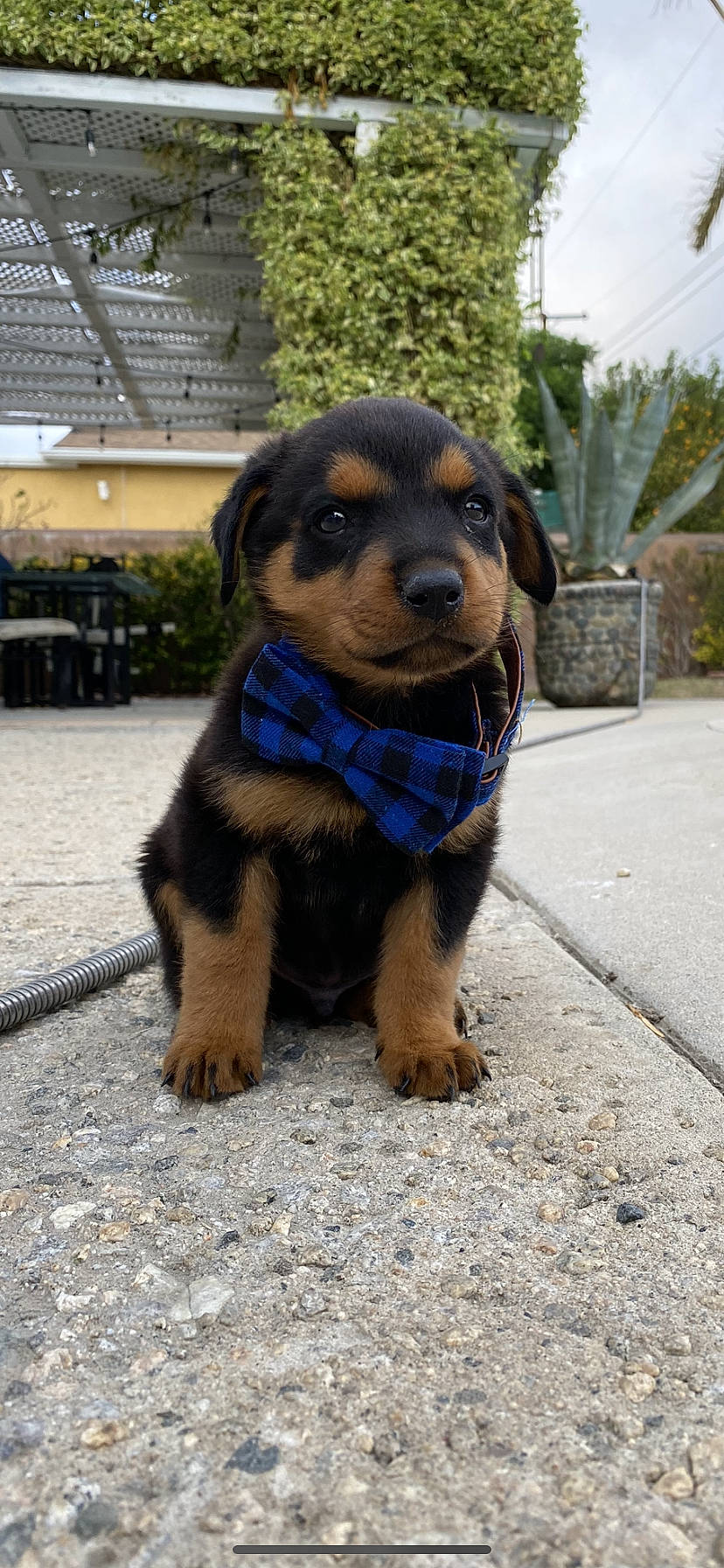 Bailey joined the competition — help win amazing prizes! black_and_tan_terrier, canidae, carnivore, collar, companion_dog, dog, dog_breed, dog_supply, fawn, fur, huntaway, pet_supply, puppy, snout, sporting_group, working_animal