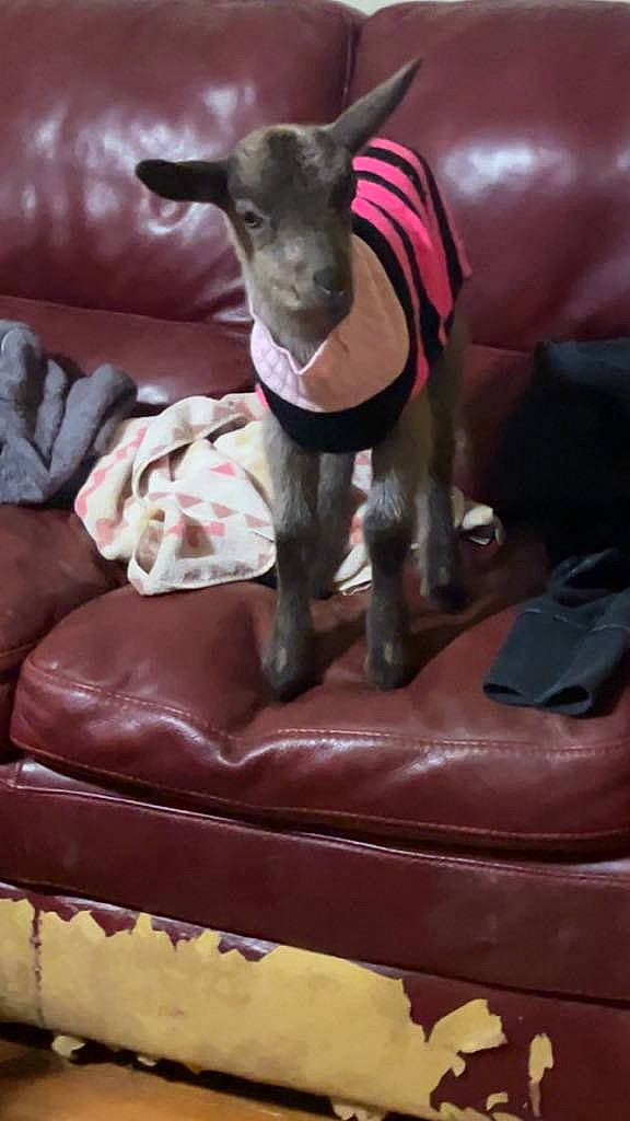 Fran is registered to the contest to win money with this photo: animal_figure, art, carmine, comfort, fawn, fur, goats, horn, livestock, mythical_creature, pack_animal, pink, sculpture, snout, statue, stuffed_toy, tail, terrestrial_animal, toy, working_animal