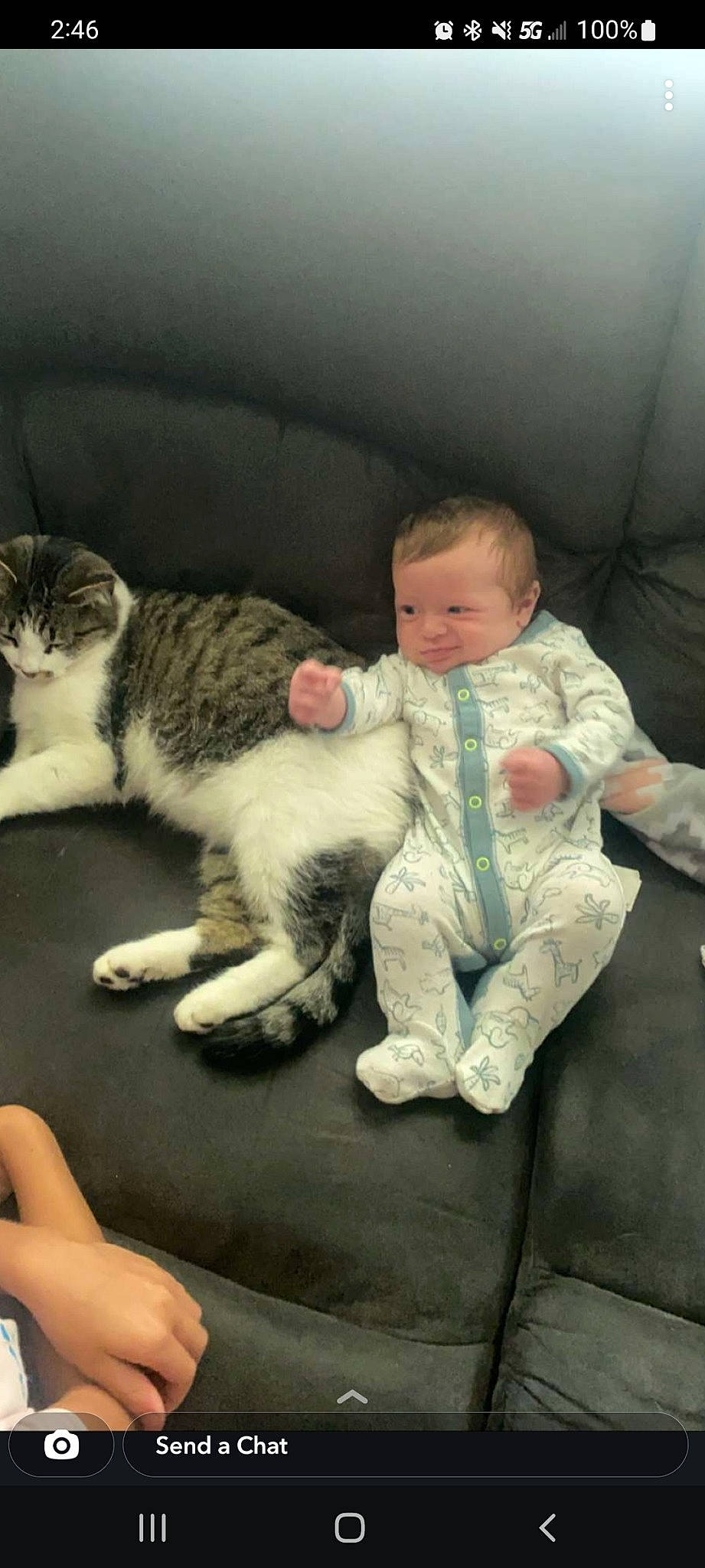 Jensen joined the competition — help win amazing prizes! baby, carnivore, cat, comfort, couch, domestic_short_haired_cat, felidae, foot, fur, hand, lap, leg, mammal, paw, person, sitting, small_to_medium_sized_cats, tail, toddler, vertebrate