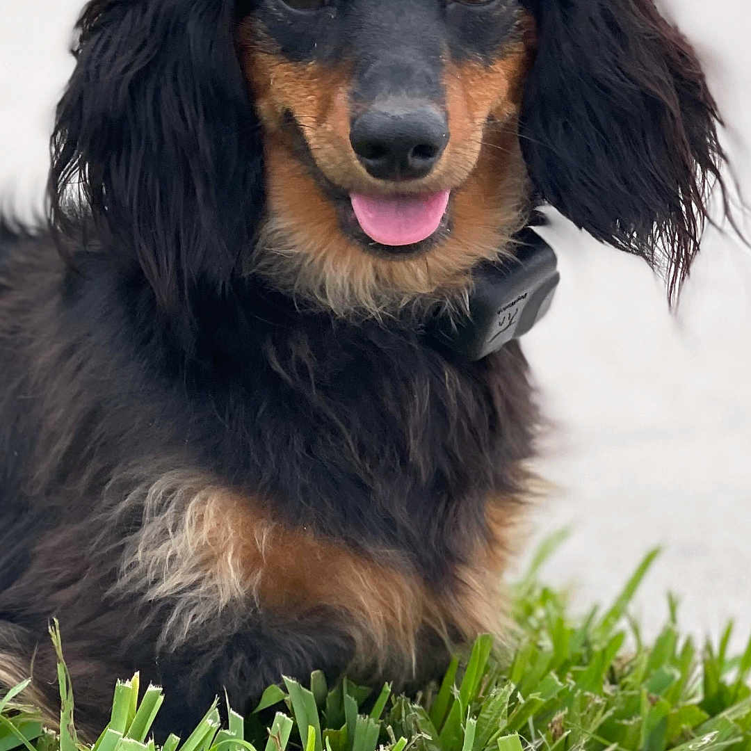 Stella