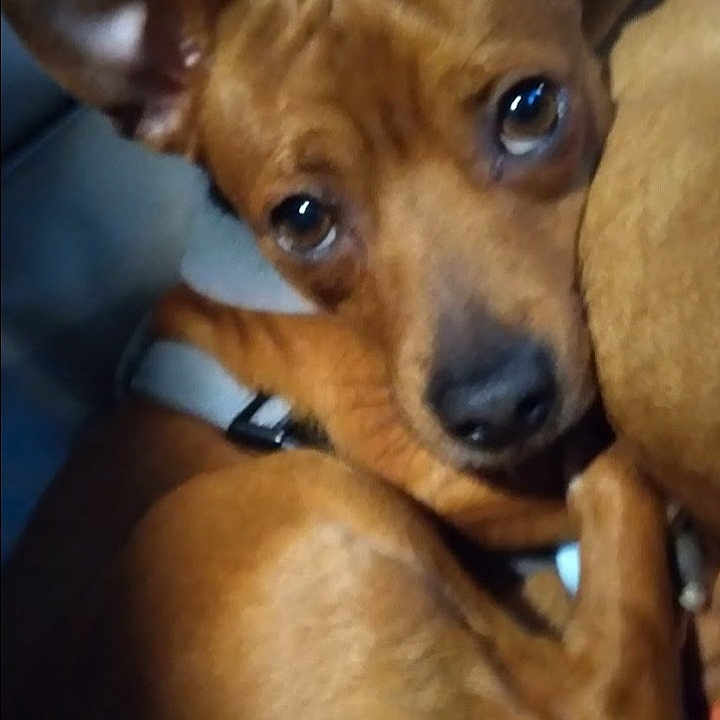 Joon is registered to the contest to win money with this photo: animal, boxer, bulldog, canine, chihuahua, dog, frenchbulldog, hound, pet, puppy, snout