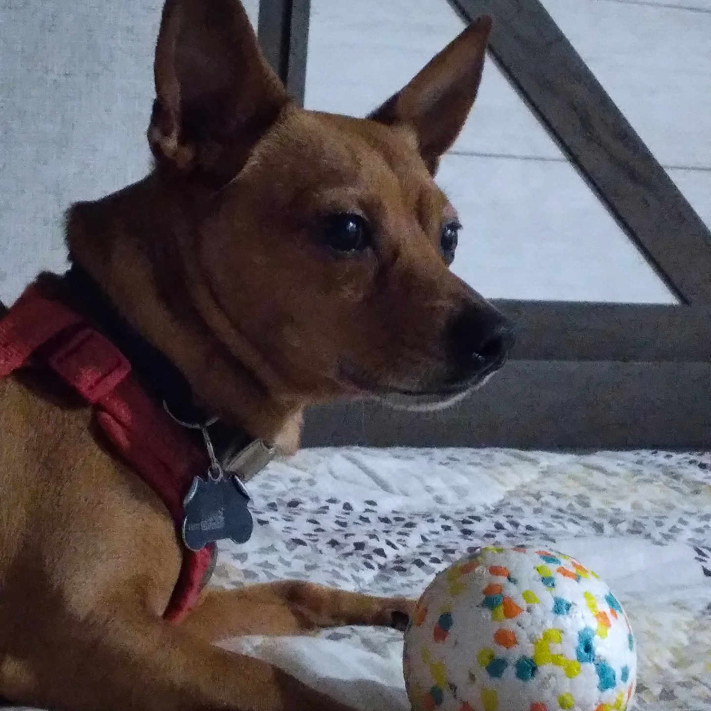 Doobi