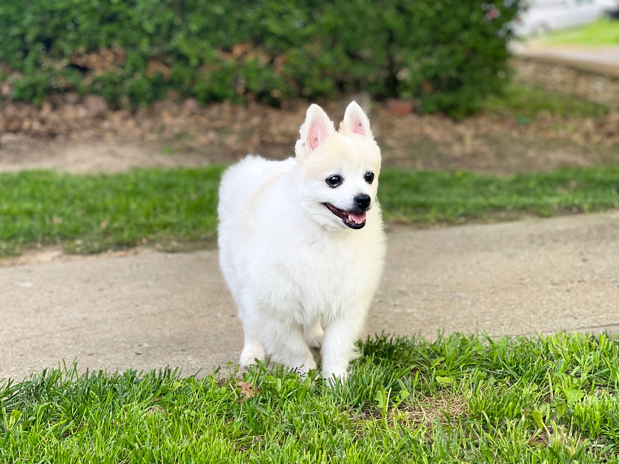 Max is registered to the contest to win money with this photo: biting, canidae, carnivore, collar, companion_dog, dog, dog_breed, grass, indian_spitz, plant, samoyed, snout, spitz, sporting_group, tail, tree, volpino_italiano, whiskers, wildlife, working_dog