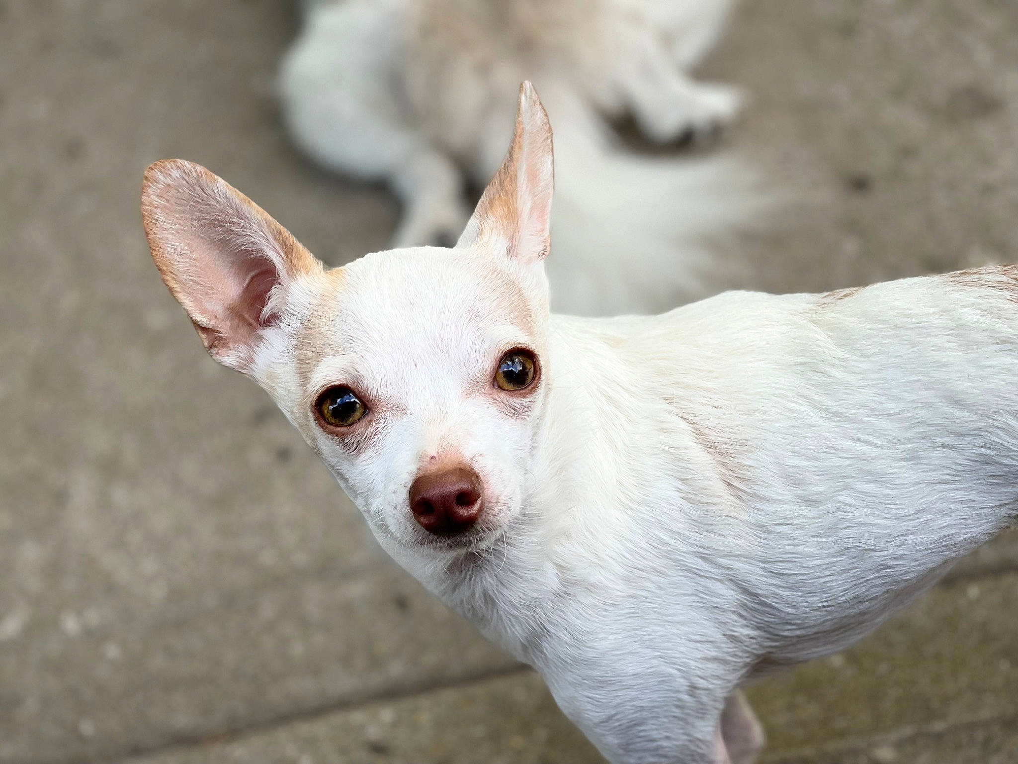 Pinky-lee is registered to the contest to win money with this photo: canidae, carnivore, companion_dog, corgi_chihuahua, dog, dog_breed, ear, fawn, fur, non_sporting_group, snout, sporting_group, terrestrial_animal, toy_dog, whiskers, working_animal