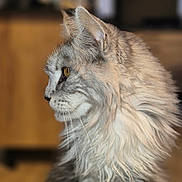 Loustic participe au concours pour gagner de l'argent avec cette photo : cat, fluffy, profile, indoor, pet, feline, fur, closeup, animal, portrait, yellow_eye, whiskers, soft_light, background_blur, domestic, mammal, cute, side_view, long_hair, relaxed
