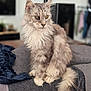 Loustic a rejoint le concours — aidez-le/la à gagner de superbes lots ! cat, fluffy, gray, white, long_hair, indoor, blanket, pet, animal, sitting, tail, fur, whiskers, ears, domestic_cat, relaxed, cozy, feline, portrait, calm