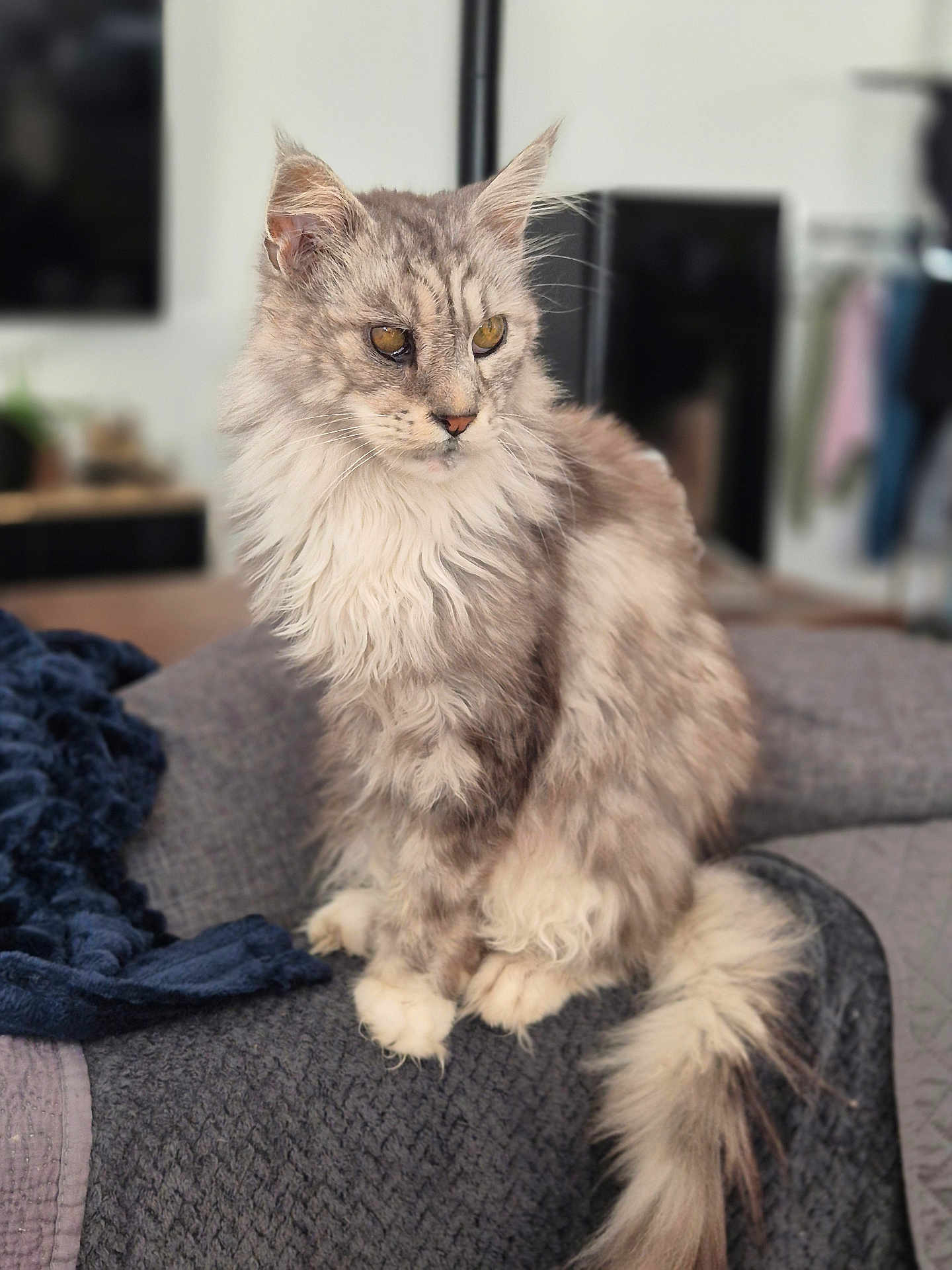 Loustic a rejoint le concours — aidez-le/la à gagner de superbes lots ! cat, fluffy, gray, white, long_hair, indoor, blanket, pet, animal, sitting, tail, fur, whiskers, ears, domestic_cat, relaxed, cozy, feline, portrait, calm