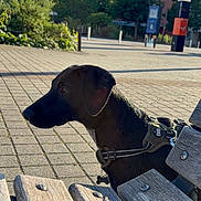 Mylo a rejoint le concours — aidez-le/la à gagner de superbes lots ! animal, bench, black_dog, building, canine, daytime, dog, greenery, harness, leisure, outdoor, park, pavement, pet, quiet, shadow, sunlight, trees, urban, wooden_bench