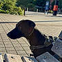 animal, bench, black_dog, building, canine, daytime, dog, greenery, harness, leisure, outdoor, park, pavement, pet, quiet, shadow, sunlight, trees, urban, wooden_bench