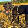 animal, black_dog, blue_sky, canine, daytime, dog, field, grass, happy, harness, nature, outdoor, pet, playful, portrait, summer, sunlight, tongue_out, trees, walking