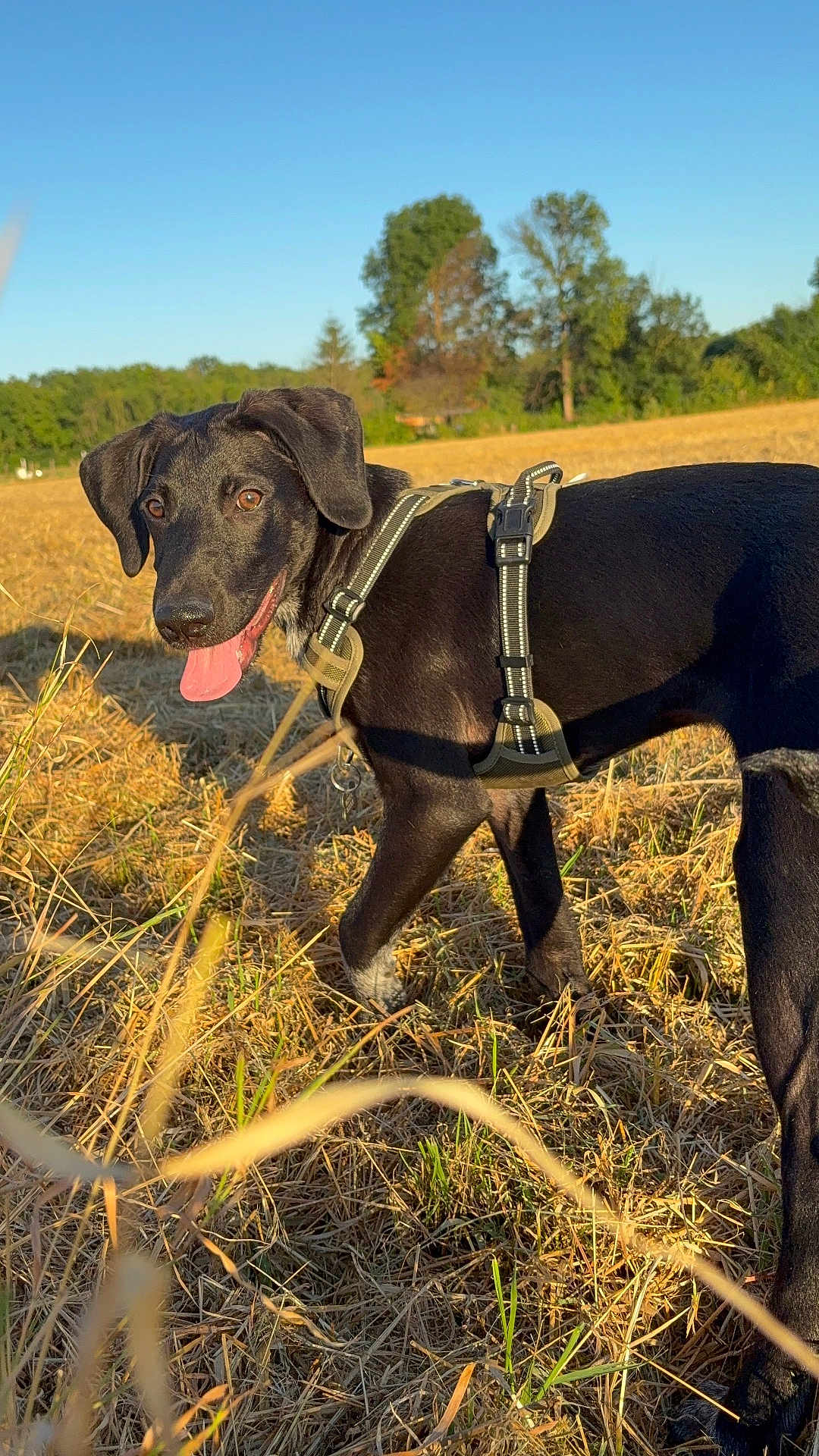 Mylo