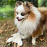 dog, puppy, fluffy, small_dog, long_hair, brown_and_white, outdoor, forest, woodland, nature, sitting, portrait, animal, pet, cute, pink_nose, open_mouth, toy, leaves, fur