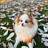 Vesta a rejoint le concours — aidez-le/la à gagner de superbes lots ! puppy, dog, fluffy, small_dog, portrait, outdoor, grass, flower_petals, garden, brown_and_white, white_fur, blue_eyes, sitting, cute, adorable, animal, nature, close_up, soft_focus, colorful