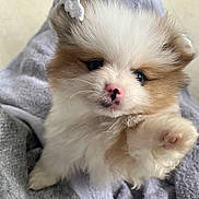Vesta participe au concours pour gagner de l'argent avec cette photo : kitten, cat, fluffy, white_fur, brown_fur, blue_eyes, pink_nose, whiskers, paw, pet, animal, cute, cozy, blanket, indoor, closeup, portrait, sitting, soft, adorable