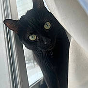 Teetee is registered to the contest to win money with this photo: alert, animal, black_cat, cat, close_up, curious, curtain, domestic_cat, ears, face, feline, green_eyes, indoor, mammal, peek, pet, shadow, soft_light, whiskers, window