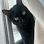 alert, animal, black_cat, cat, close_up, curious, curtain, domestic_cat, ears, face, feline, green_eyes, indoor, mammal, peek, pet, shadow, soft_light, whiskers, window