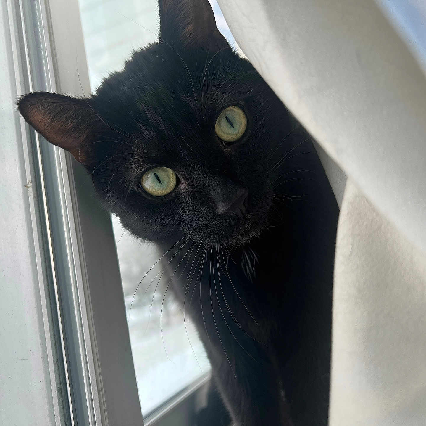 Teetee