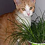 animal, cat, closeup, curious, cute, domestic_cat, ears, fur, green_grass, houseplant, indoor, kitten_picture, orange_cat, pet, plant, portrait, pot, table, whiskers, white_cat