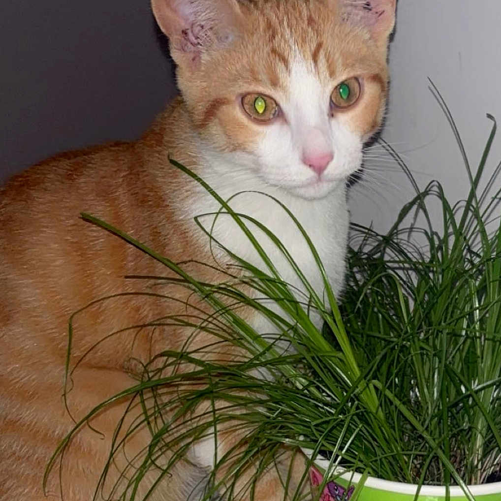 Simba participe au concours pour gagner de l'argent avec cette photo : animal, cat, closeup, curious, cute, domestic_cat, ears, fur, green_grass, houseplant, indoor, kitten_picture, orange_cat, pet, plant, portrait, pot, table, whiskers, white_cat