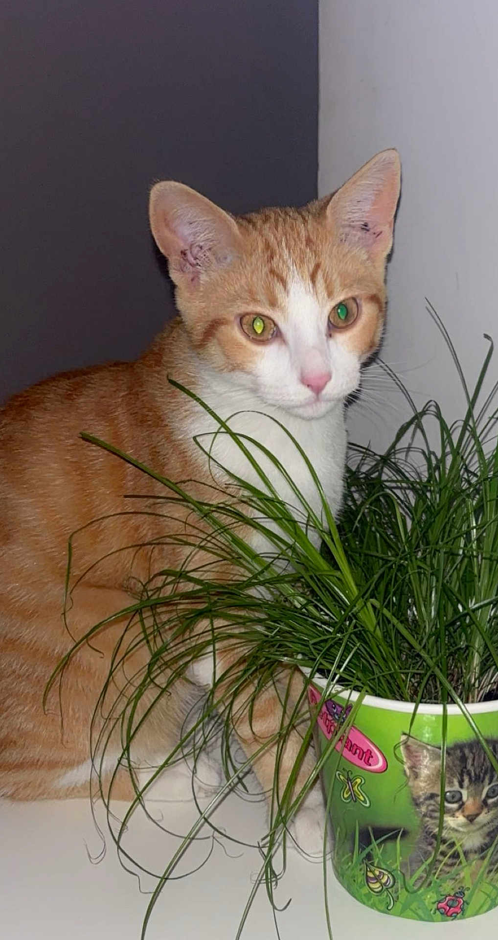 Simba participe au concours pour gagner de l'argent avec cette photo : animal, cat, closeup, curious, cute, domestic_cat, ears, fur, green_grass, houseplant, indoor, kitten_picture, orange_cat, pet, plant, portrait, pot, table, whiskers, white_cat
