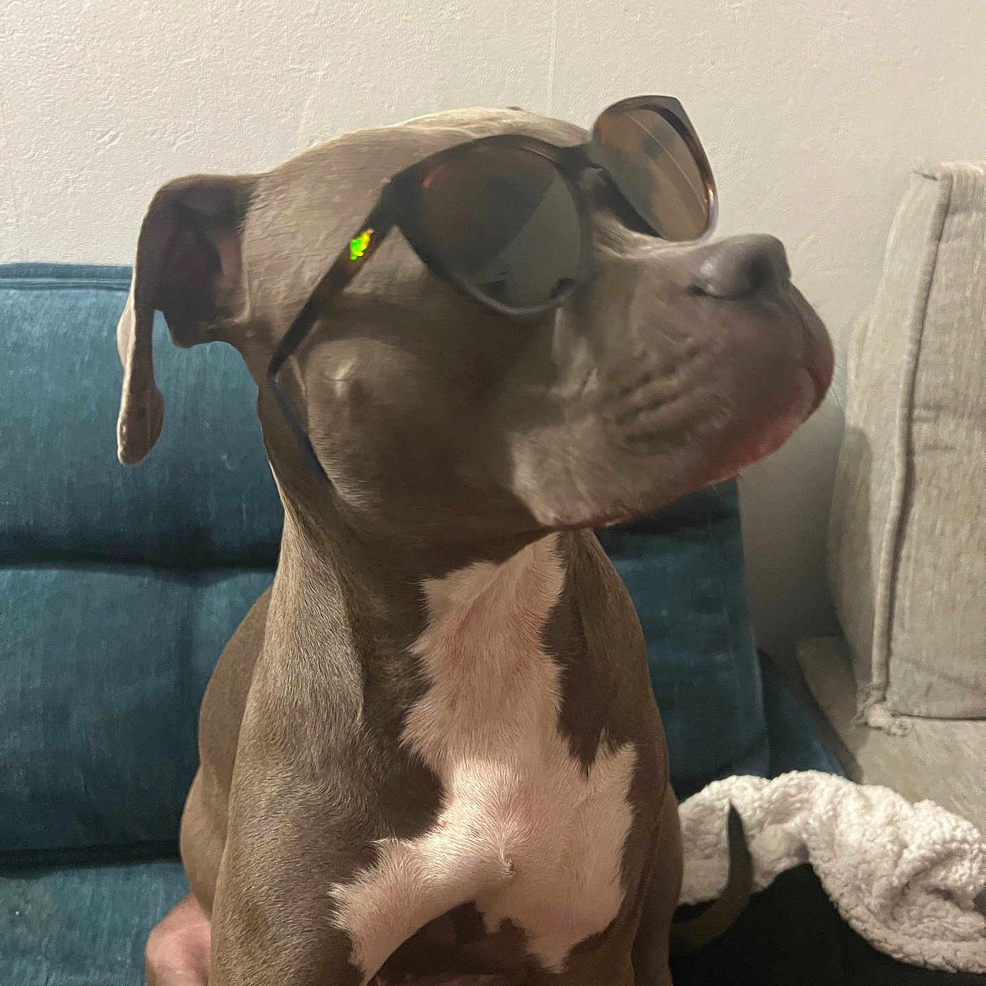 Venna a rejoint le concours — aidez-le/la à gagner de superbes lots ! animal, blanket, brown, canine, companion, cool, couch, dog, domestic_animal, fur, furniture, household, indoor, pet, portrait, relaxed, sitting, stylish, sunglasses, white