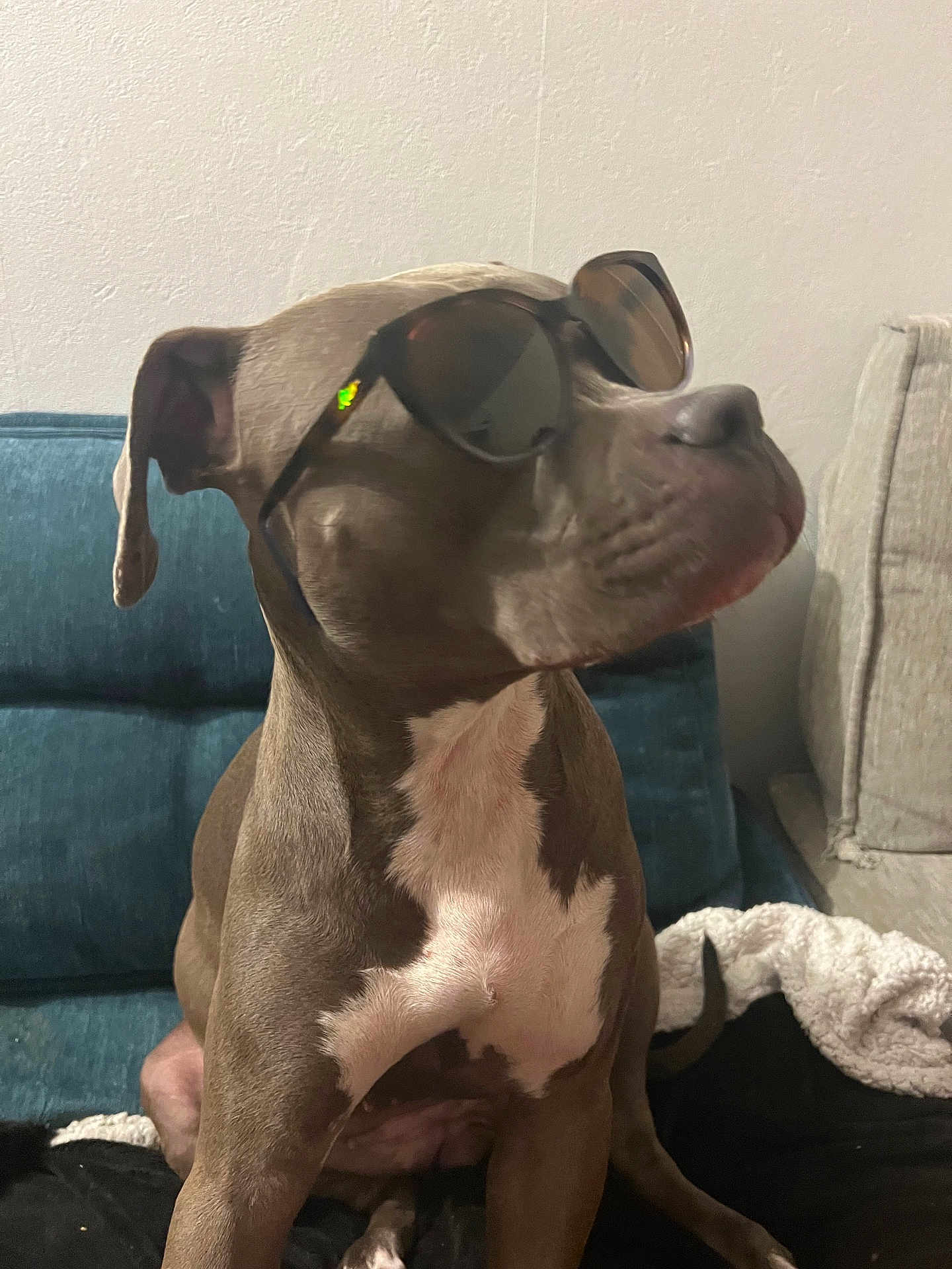 Venna a rejoint le concours — aidez-le/la à gagner de superbes lots ! dog, sunglasses, pet, canine, indoor, couch, blanket, brown, white, fur, sitting, cool, stylish, portrait, animal, domestic_animal, relaxed, household, furniture, companion