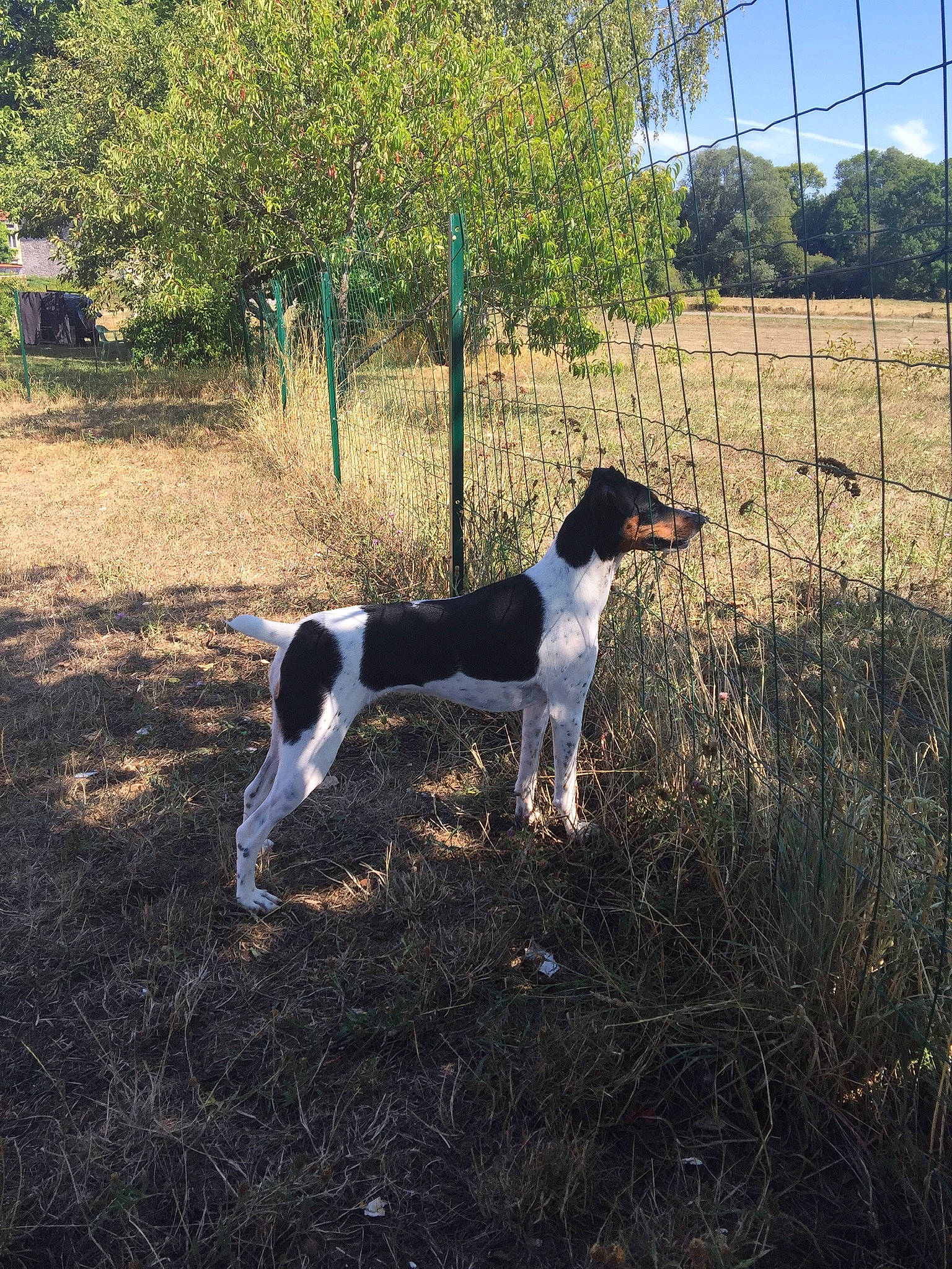 Alia participe au concours pour gagner de l'argent avec cette photo : canidae, carnivore, dog, dog_breed, halden_hound, hunting_dog, mammal, old_danish_pointer, pointer, pointing_breed, smooth_fox_terrier, sporting_group, treeing_feist, vertebrate