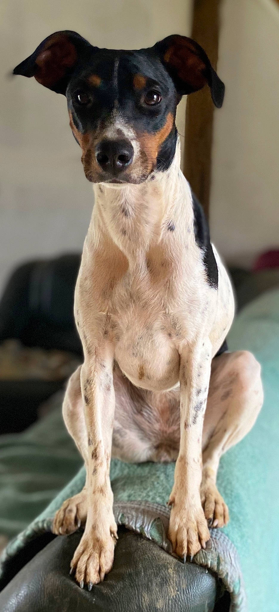 Alia a rejoint le concours — aidez-le/la à gagner de superbes lots ! brazilian_terrier, canidae, carnivore, chilean_fox_terrier, companion_dog, dog, dog_breed, feist, fox_terrier, japanese_terrier, mammal, puppy, rare_breed_dog, rat_terrier, ratonero_bodeguero_andaluz, smooth_fox_terrier, snout, sporting_group, toy_fox_terrier, vertebrate