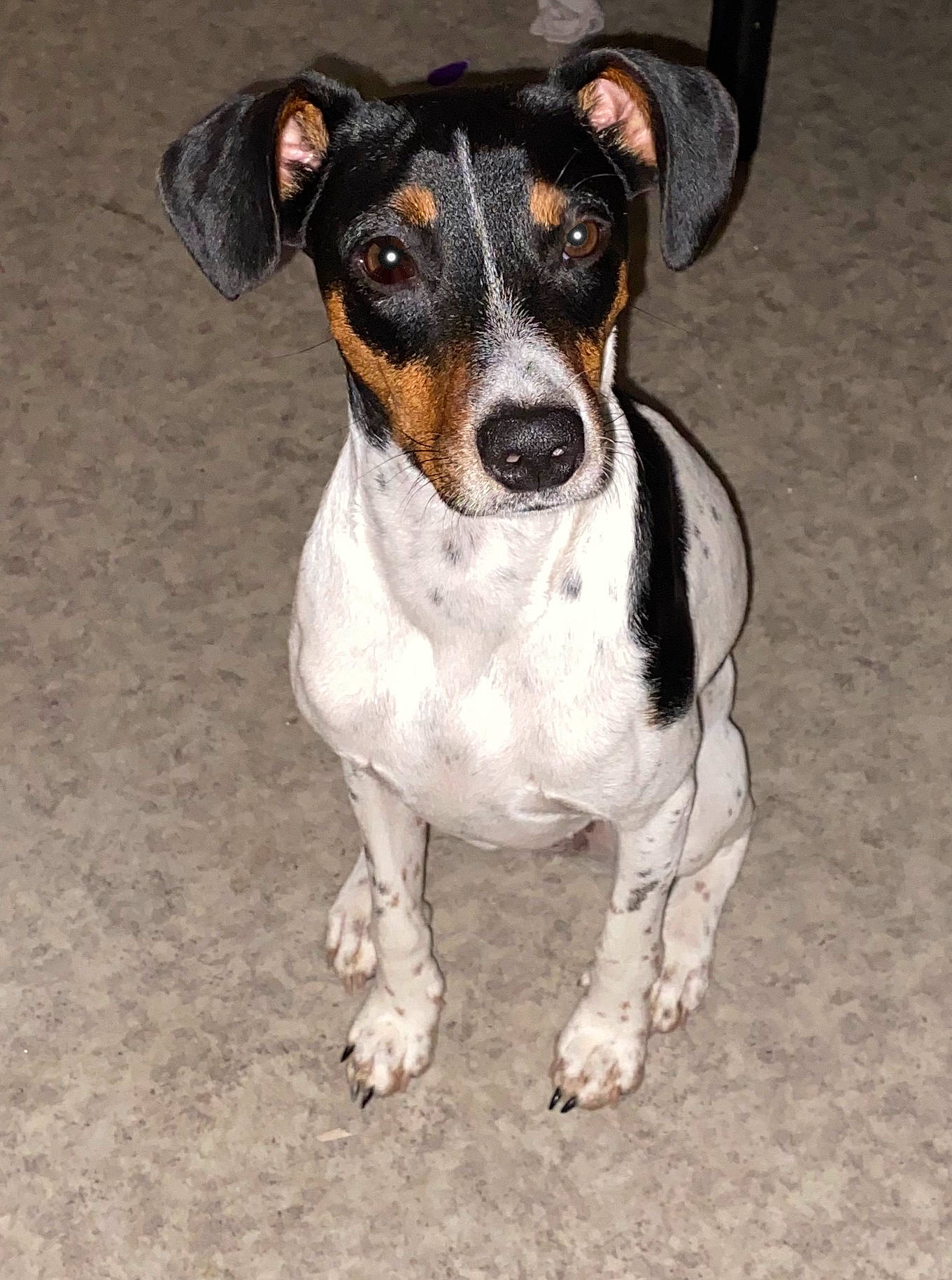 Alia participe au concours pour gagner de l'argent avec cette photo : brazilian_terrier, canidae, carnivore, chilean_fox_terrier, companion_dog, danish_swedish_farmdog, dog, dog_breed, feist, jack_russell_terrier, mammal, miniature_fox_terrier, rare_breed_dog, rat_terrier, ratonero_bodeguero_andaluz, russell_terrier, snout, sporting_group, teddy_roosevelt_terrier, vertebrate