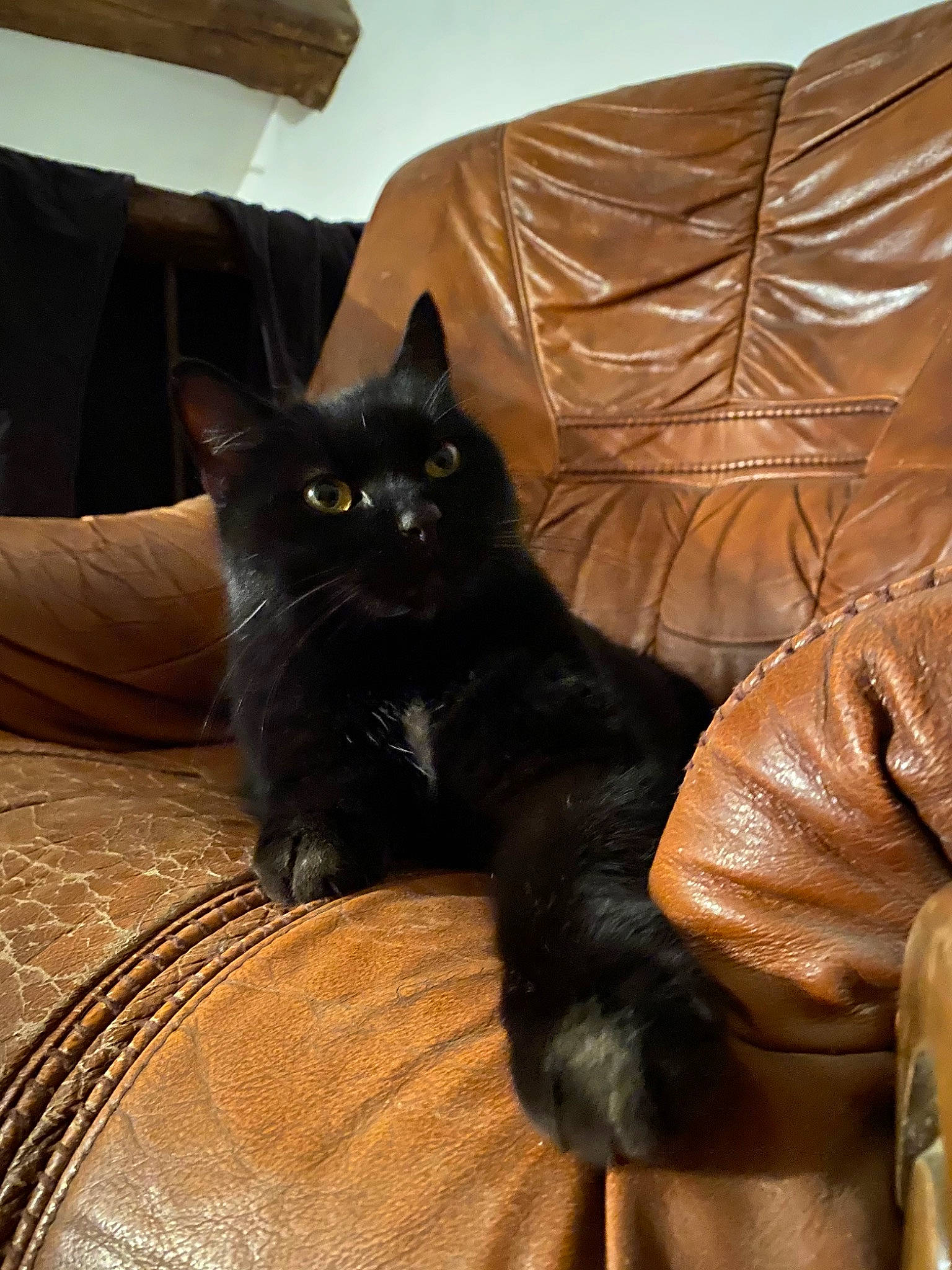 Grenade a rejoint le concours — aidez-le/la à gagner de superbes lots ! asian, black, black_cat, bombay, carnivore, cat, domestic_short_haired_cat, felidae, mammal, small_to_medium_sized_cats, whiskers