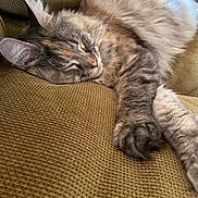 Giselle joined the competition — help win amazing prizes! cat, sleeping, fluffy, feline, relaxed, indoor, couch, furniture, cozy, pet, resting, whiskers, paw, ears, fur, mammal, cute, domestic_animal, nap, home