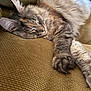 cat, sleeping, fluffy, feline, relaxed, indoor, couch, furniture, cozy, pet, resting, whiskers, paw, ears, fur, mammal, cute, domestic_animal, nap, home