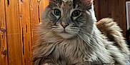 Giselle is registered to the contest to win money with this photo: cat, fluffy, green_eyes, indoor, wooden_wall, blanket, cozy, fur, pet, animal, relaxed, portrait, whiskers, cute, feline, domestic_cat, resting, close_up, mammal, house