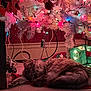 Giselle is registered to the contest to win money with this photo: cat, christmas_tree, holiday_lights, ornaments, white_tree, indoor, carpet, decorations, feline, relaxing, cozy, festive, red_ornaments, multi_colored_lights, holiday_decor, animal, pet, christmas_decor, resting, home